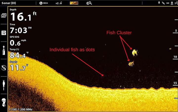 Identifying fish on down imaging