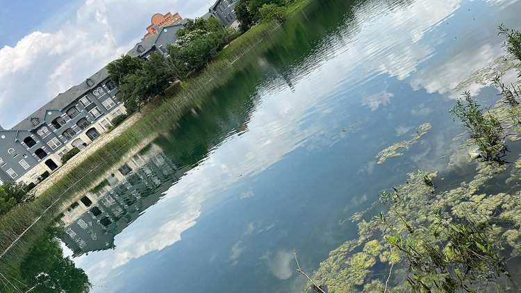 aquatic vegetation in lake