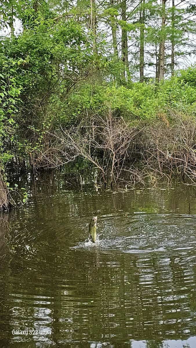 brush piles in lake