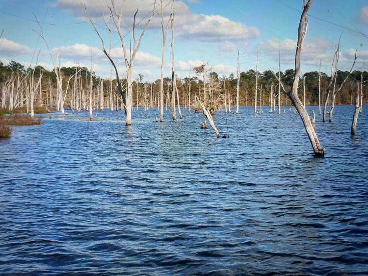 tree stumps in lake