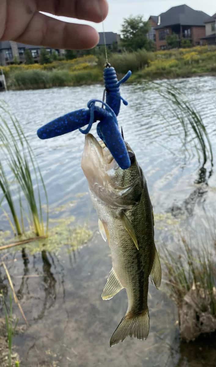 bass fishing with texas rig
