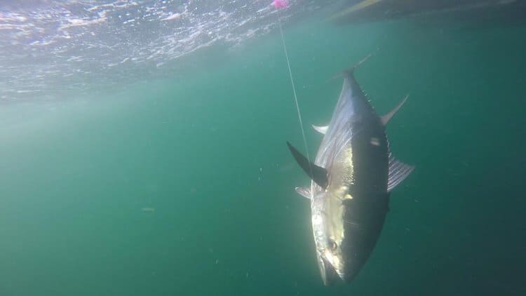 Bluefin Tuna Fishing 
