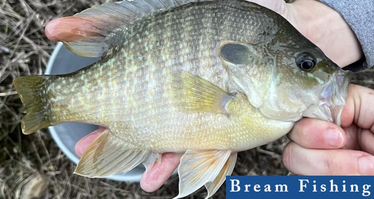 bream fishing