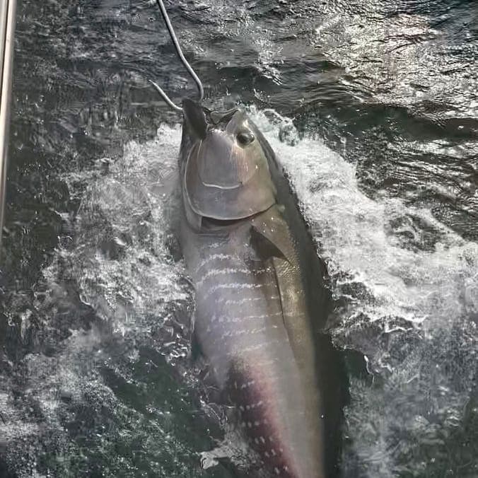 catching bluefin tuna