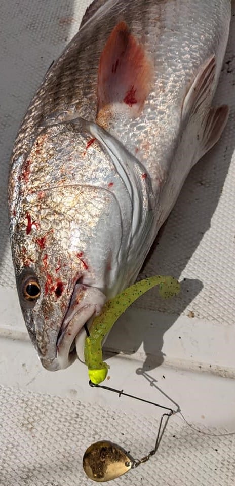 caught red drum with lure