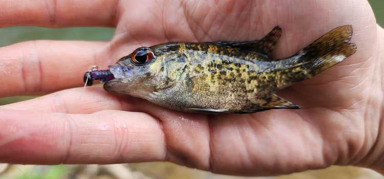 small sunfish caught