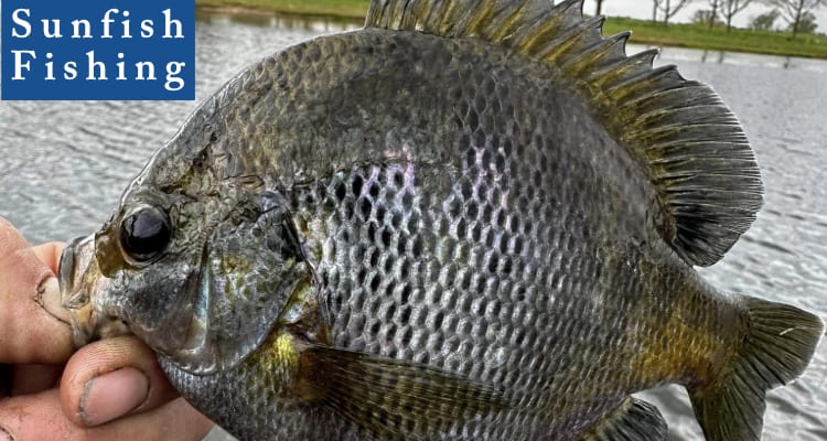 sunfish fishing