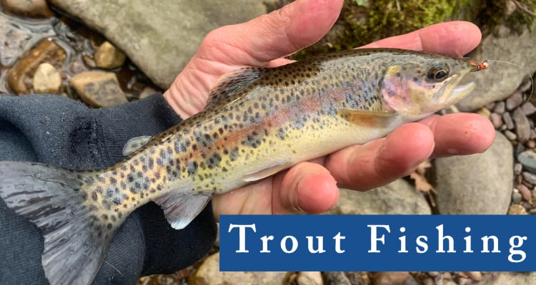 trout fishing