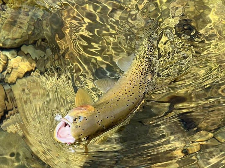 Trout in North Fork Coeur D’Alene River