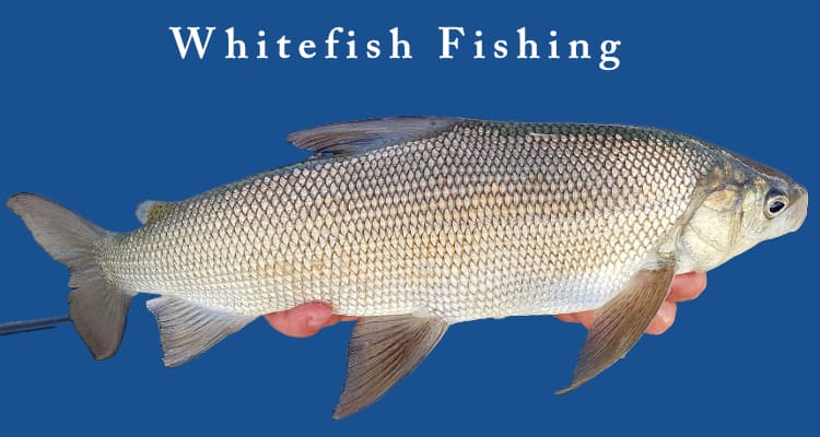 lake whitefish