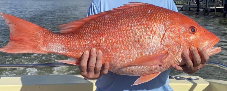 red snapper fishing