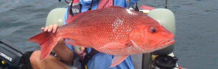 caught 36 inch red snapper