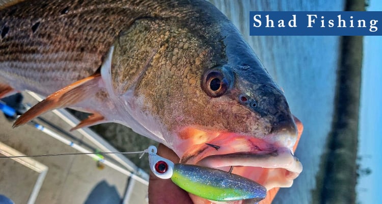 shad fishing