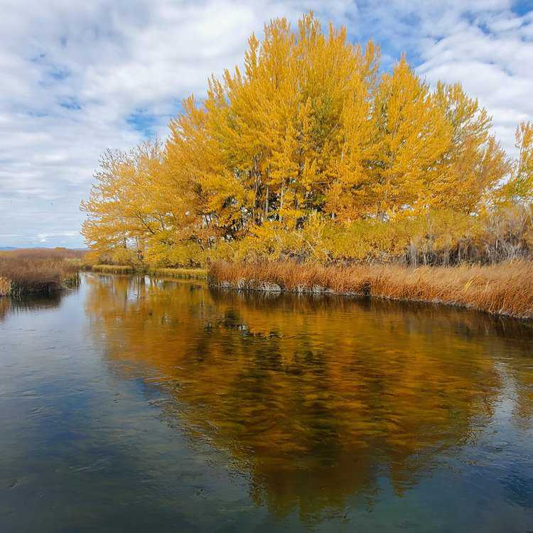 Silver Creek Preserve, Bellevue