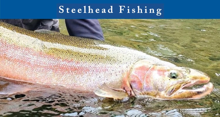 steelhead fishing