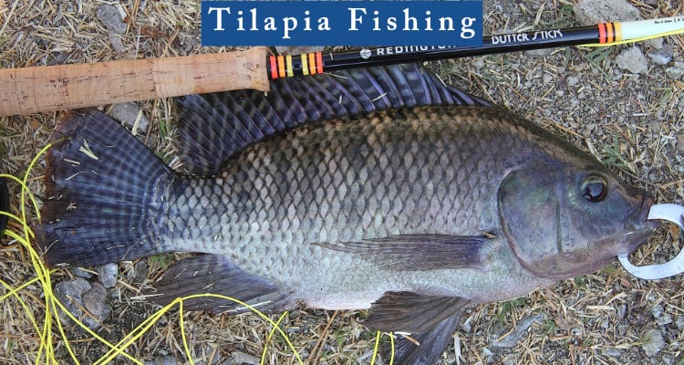 tilapia fishing