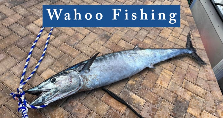 wahoo fishing